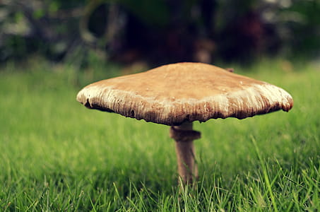Wet mushroom thumbnail