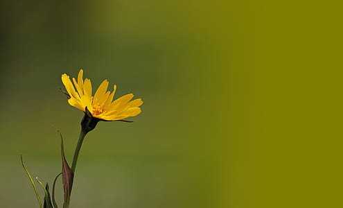 shallow focus photography of yellow daisy thumbnail