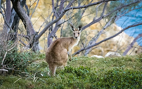 kangaroo standing near bare tree thumbnail