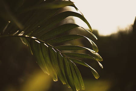selective focus photography of green leaf thumbnail