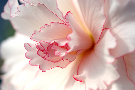 white and pink carnation flower in close up photography thumbnail