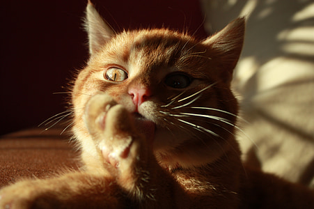 closeup photography of orange tabby cat thumbnail