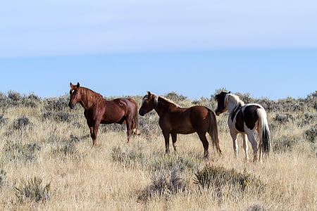 three horses standing on the ground surrounded by grass thumbnail