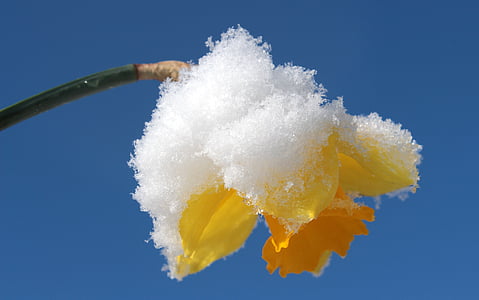 snow covered yellow flower thumbnail