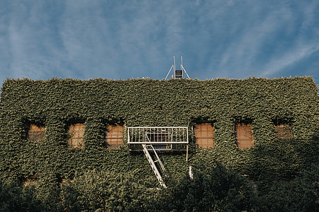 brown concrete building covered by green vine plant with white metal ladder during daytime thumbnail