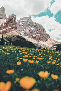 California poppy flower field during daytime beside brown rocky mountain thumbnail