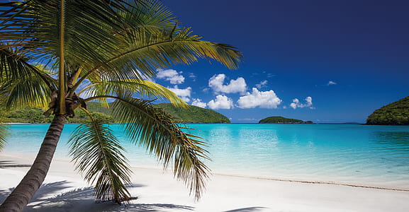 green coconut tree near seashore at daytime thumbnail