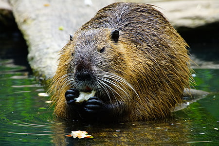 brown animal eating beside body of water thumbnail
