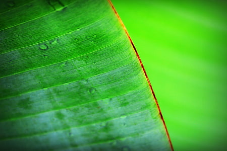 depth photography of banana leaf thumbnail
