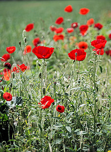 red flowering plants during day time thumbnail