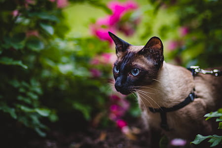 Black and Grey Cat in Selective Focus Photography thumbnail