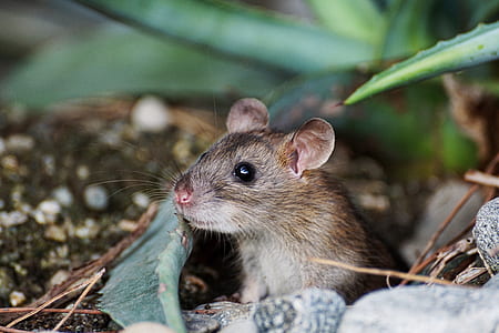 shallow focus photography of gray rodent thumbnail