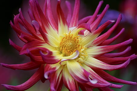 close up photography of yellow and pink petaled flower thumbnail