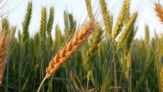 brown and green wheat field thumbnail