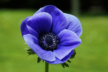 close-up photo of purple poppy flower thumbnail