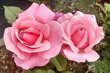 photo of two pink roses thumbnail