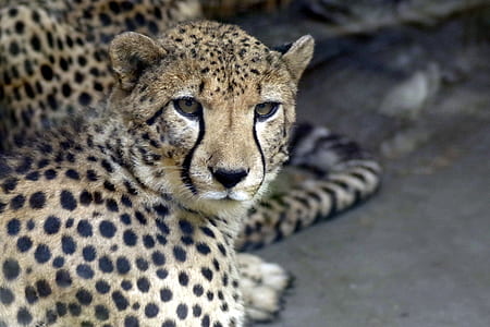 selective focus photography of cheetah thumbnail