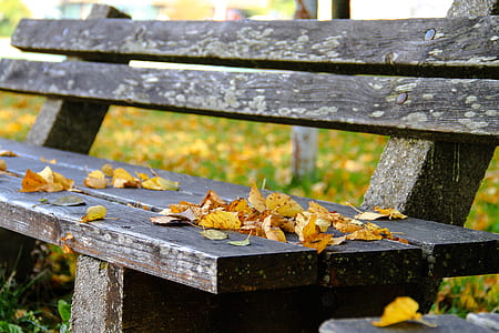 shallow focus photography of bench thumbnail
