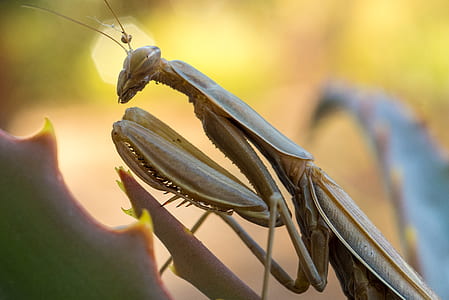 shallow focus photo of mantis thumbnail