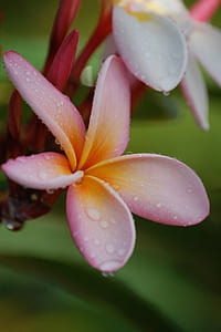 Shallow Focus of Pink Flower thumbnail