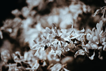 shallow focus photography of flower thumbnail
