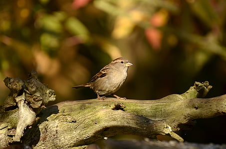 brown bird perched on tree branch thumbnail