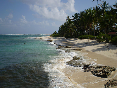 palm trees near body of water at daytime thumbnail