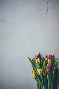 yellow and purple clustered flowers on white background thumbnail