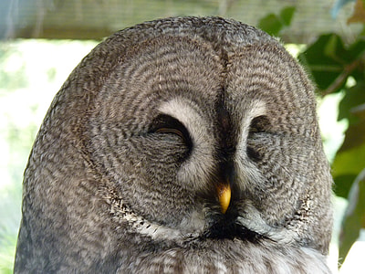 close-up photography of gray owl thumbnail