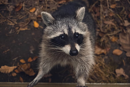 raccoon in selective photography thumbnail