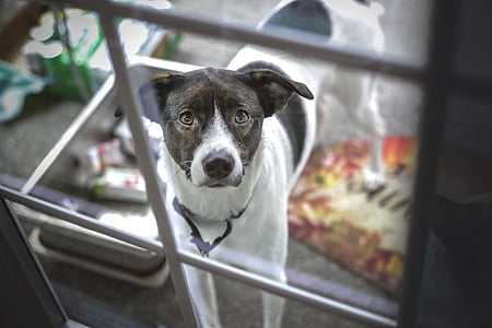 dog standing beside fence during daytime thumbnail