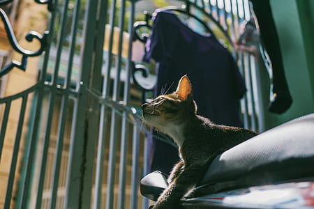 Silver Tabby Cat Tilt Shift Lens Photography thumbnail