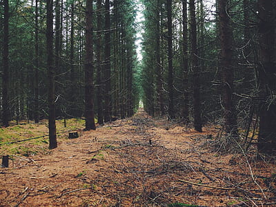 pathway between trees thumbnail