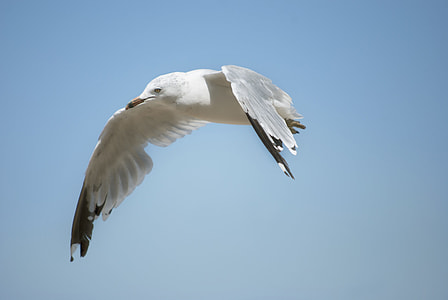 seagull flying thumbnail