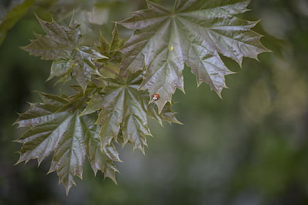 green maple leaf thumbnail