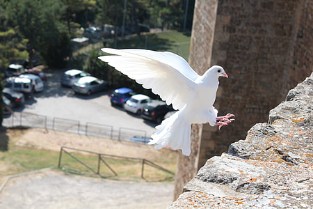 shallow focus photography of white dove flying     on the gray concrete stone fragment thumbnail