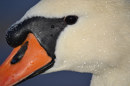 macro photography of white and black duck head thumbnail