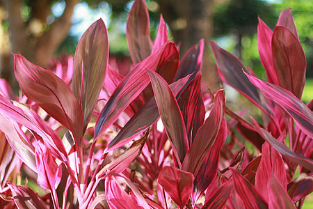selective focus photography of red leaf plant thumbnail