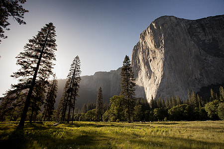 tall trees in front of mountain thumbnail