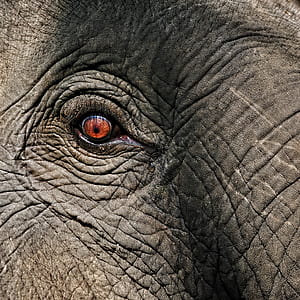 closeup photo of elephant eye thumbnail
