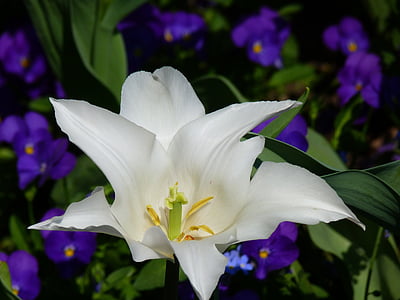 selective focus photo of white lily flower thumbnail