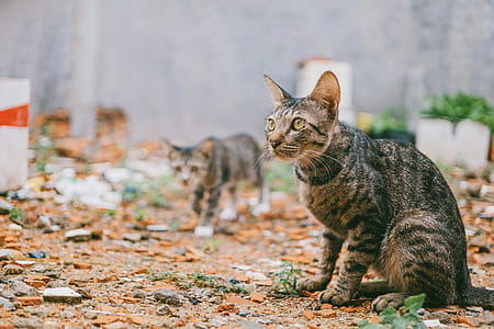 Two Gray Tabby Cats Outdoor thumbnail