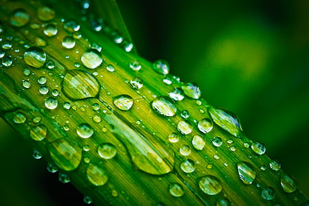 dew drops on green leaf plant thumbnail