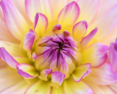 close-up photo of yellow and pink petaled flower thumbnail