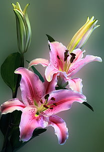 pink petal flower in shallow focus photography thumbnail