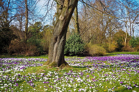 white and purple flower field under leafless trees thumbnail
