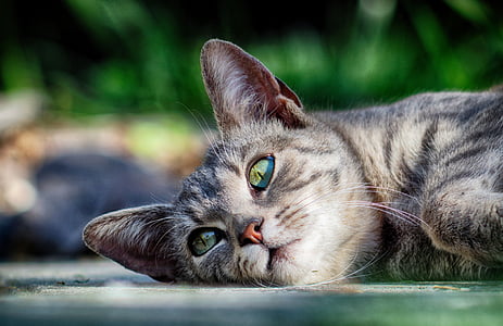 gray tabby cat lying on floor thumbnail