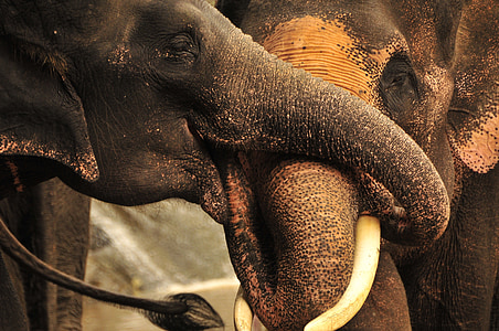 two elephant holding nose together thumbnail