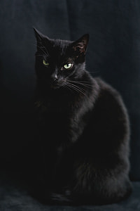 Portrait of black cat thumbnail
