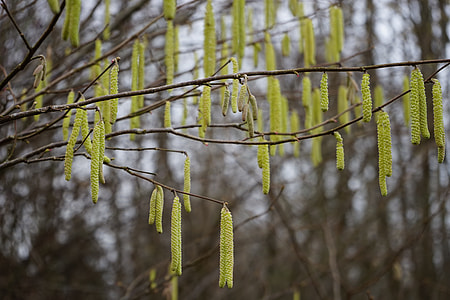 Common Hazel, Inflorescences thumbnail